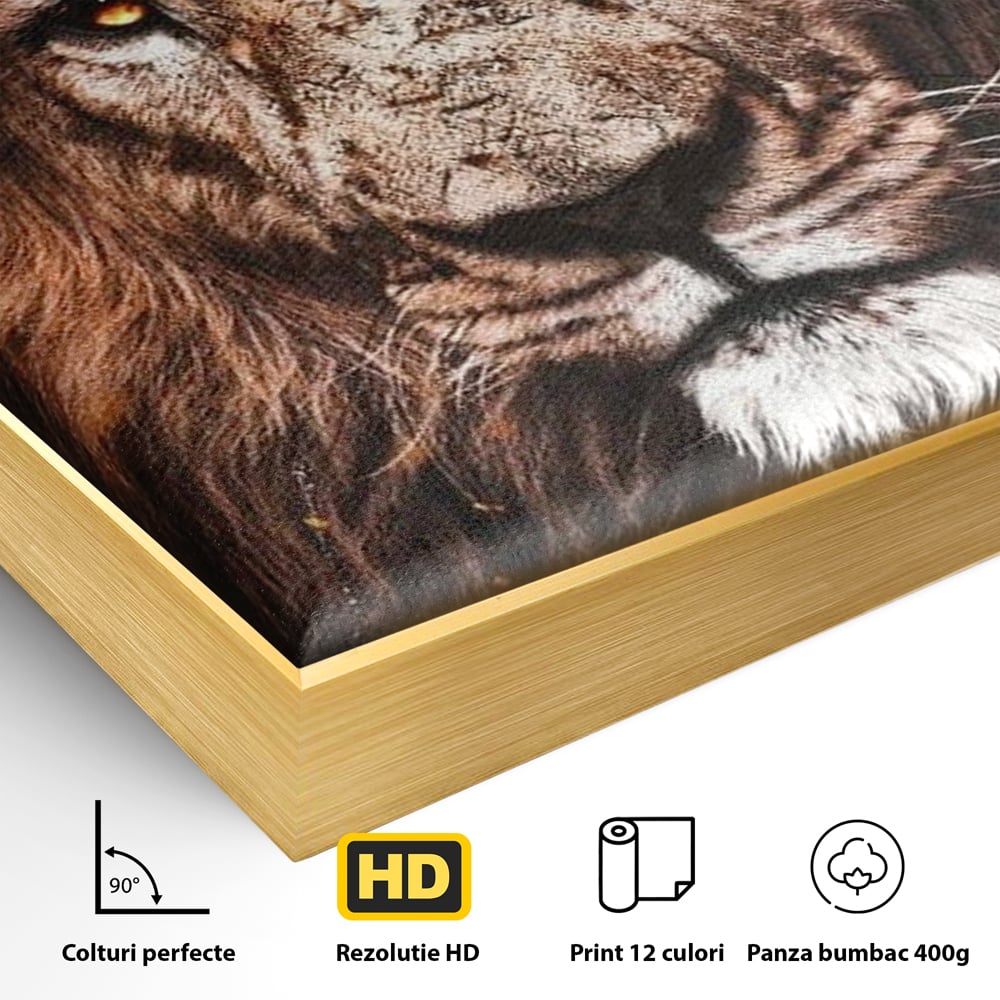 Detaliu al suprafetei: tablou canvas cu leu, in rama de aluminiu auriu